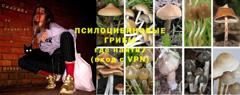 как найти закладки  Москва  Галлюциногенные грибы Cubensis 